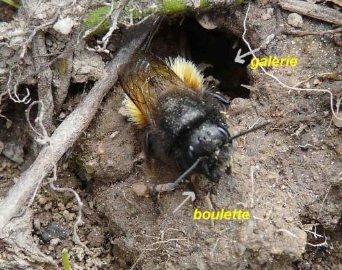 Osmia divers