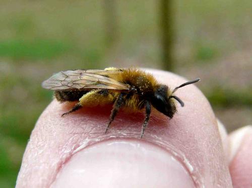 Andrena angustior