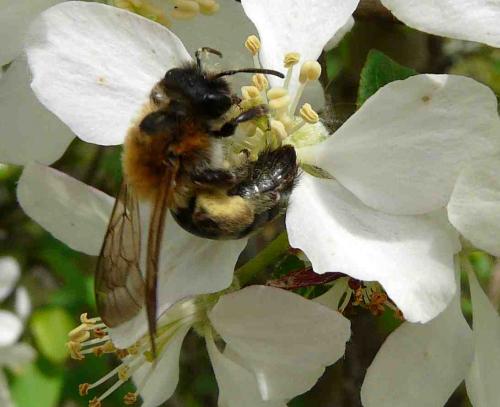 Andrena sp.