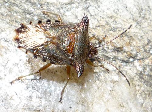 Elasmucha sp.