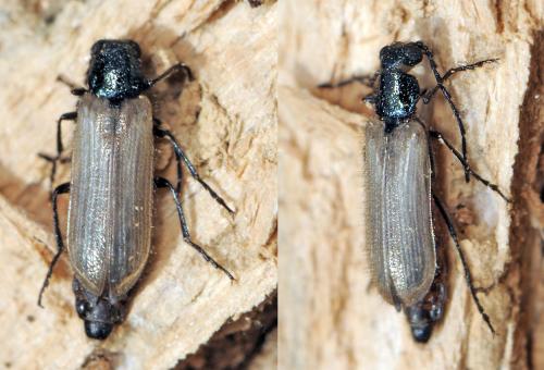 Réf. 43 522 : Dasytes caeruleus