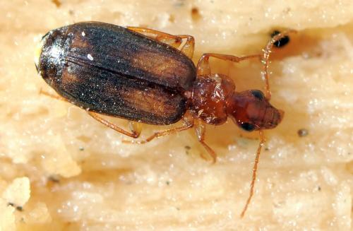 Réf. 43 512 : Dromius agilis