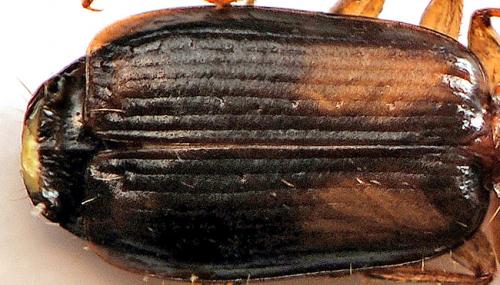 Réf. 43 515 : Dromius agilis