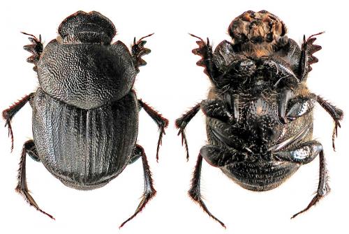 Onthophagus emarginatus