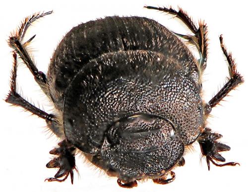 Onthophagus emarginatus
