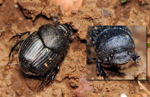 Onthophagus emarginatus