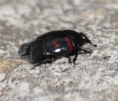 Hister quadrimaculatus