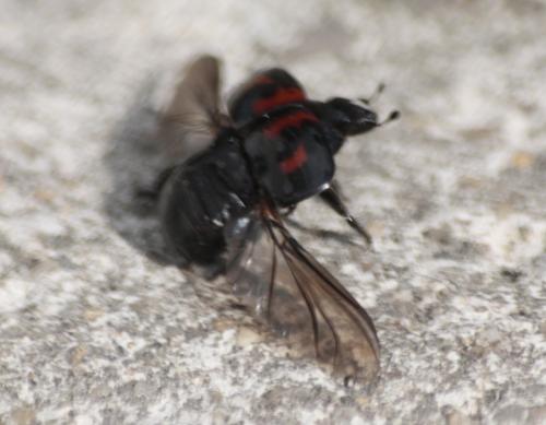 Hister quadrimaculatus