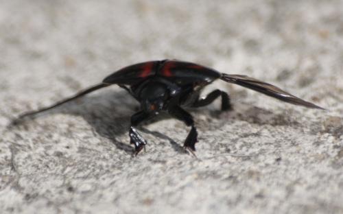 Hister quadrimaculatus