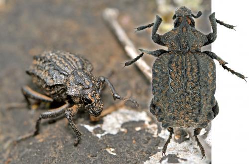 Brachycerus undatus