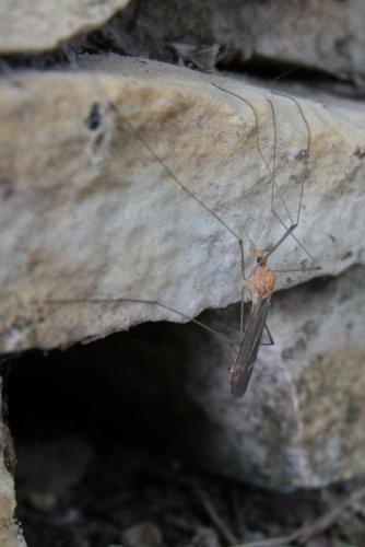 Réf. 43 714 : Tipula sp.