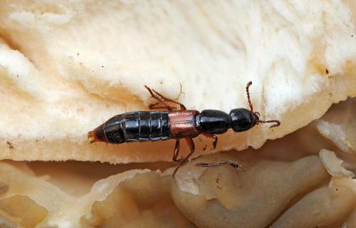 Réf. 43 496 : Othius punctulatus