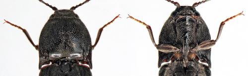 Melanotus castanipes
