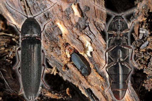 Melanotus castanipes