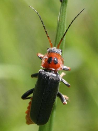 Cantharis annularis