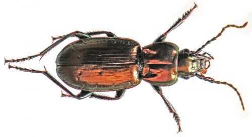 Réf. 43 655 : Pterostichus externepunctatus
