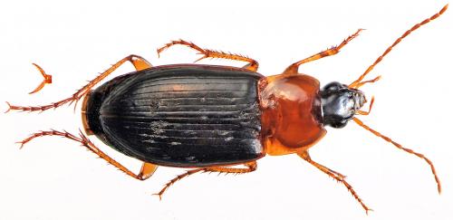 Réf. 43 786 : Calathus melanocephalus