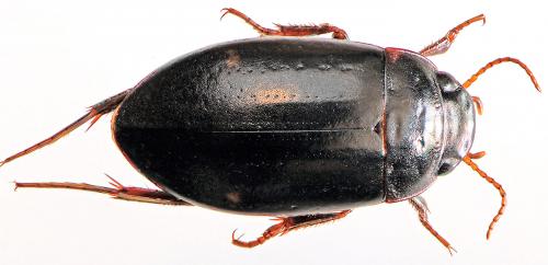 Agabus guttatus