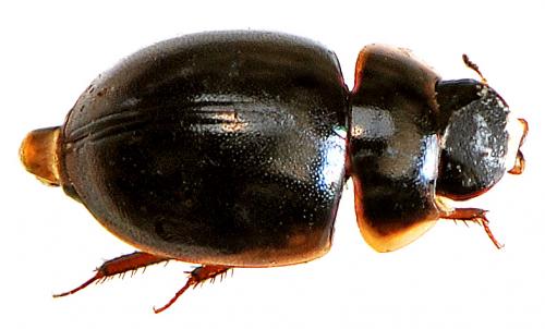 Réf. 43 790 : Anacaena globulus