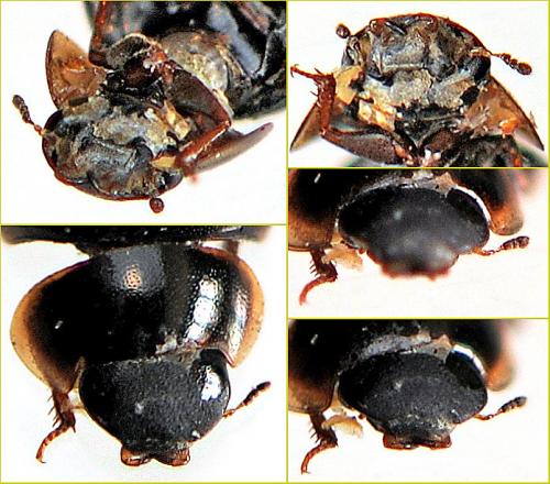 Anacaena globulus