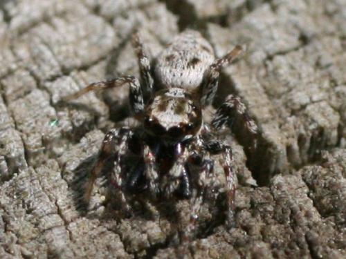 Salticus sp.