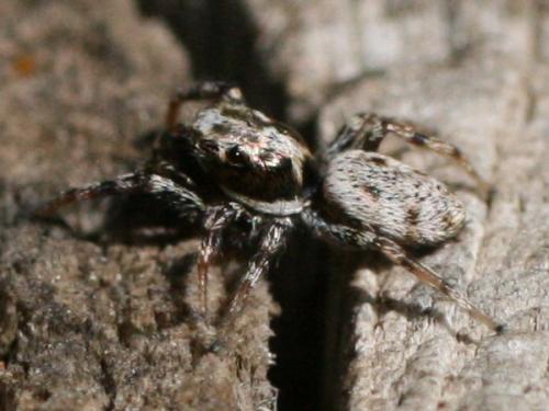 Salticus sp.