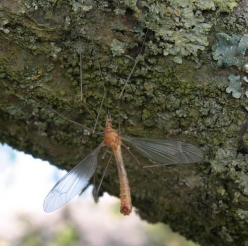 Tipula sp.