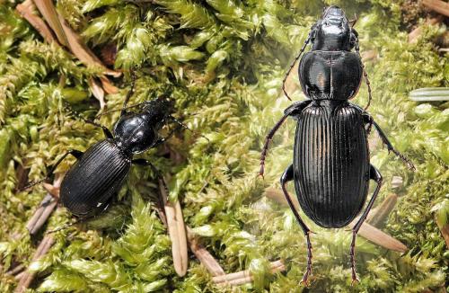 Réf. 43 907 : Pterostichus madidus