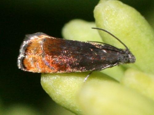 Pammene rhediella