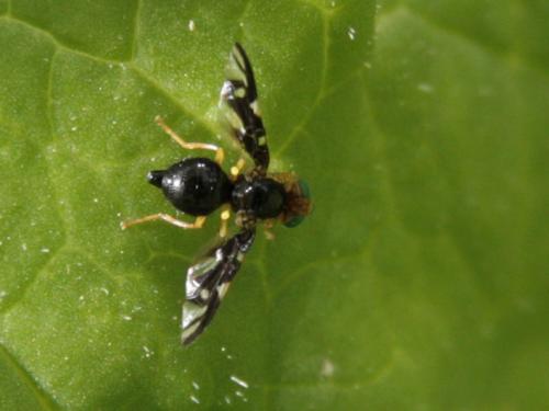 Euleia heraclei