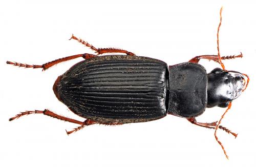 Pseudoophonus rufipes