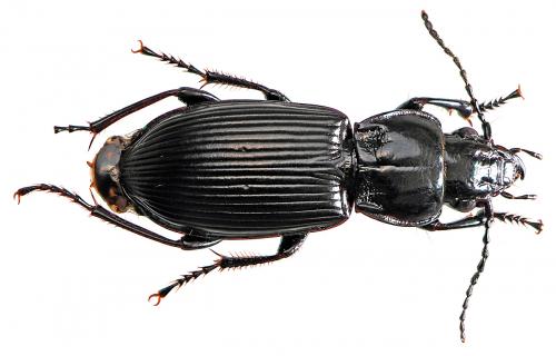 Réf. 43 979 : Pterostichus melanarius