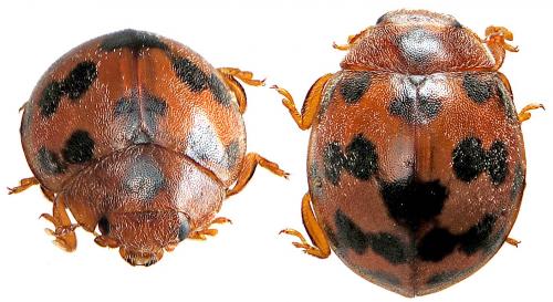 Réf. 43 960 : Subcoccinella vigintiquatuorpunctata