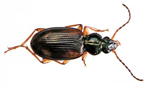 Réf. 43 958 : Bembidion tetracolum