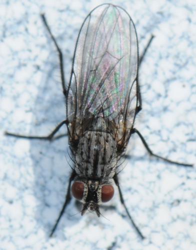 Egle sp.