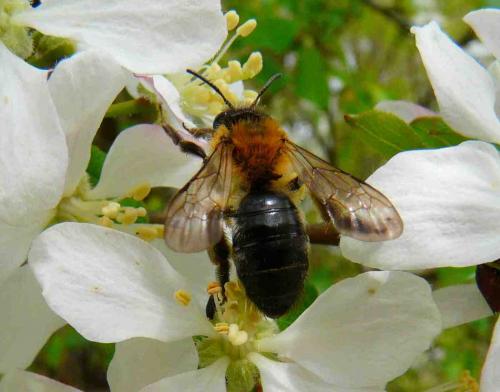 Andrena sp.