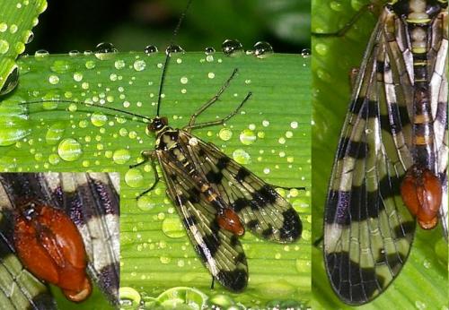 Panorpa vulgaris