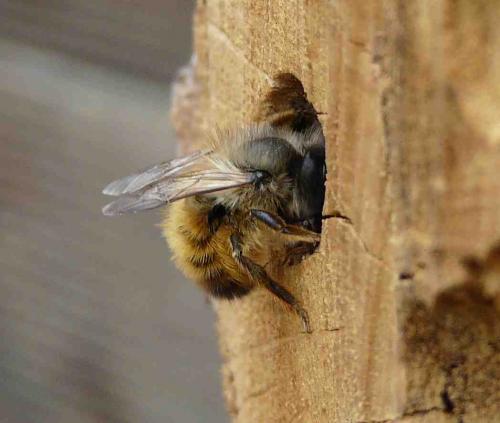 Réf. 43 383 : Osmia bicornis