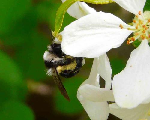 Andrena cineraria