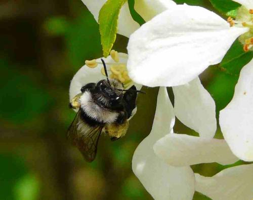 Andrena cineraria