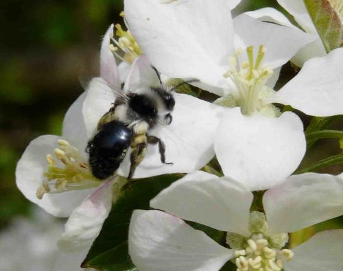 Andrena cineraria