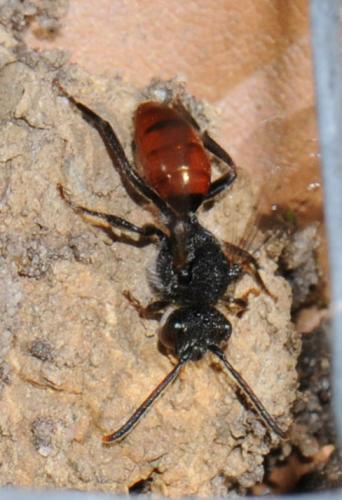 Nomada sp.