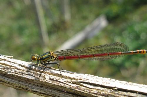 Pyrrhosoma nymphula
