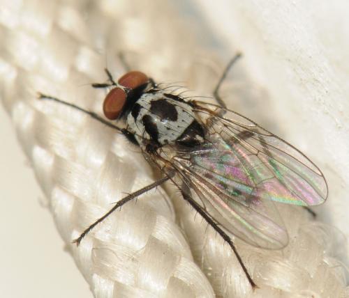 Réf. 43 855 : Anthomyia procellaris