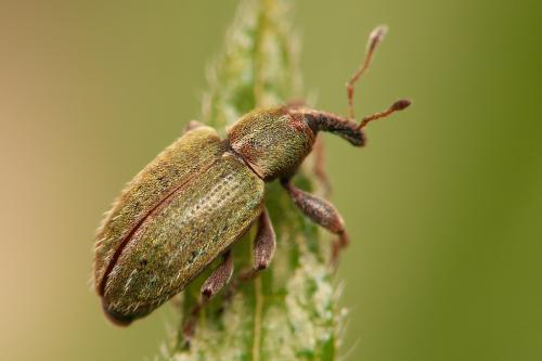 Réf. 43 766 : Hypera nigrirostris