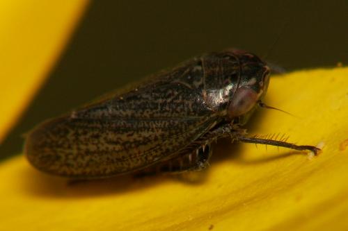 Réf. 43 007 : Euscelis sp.