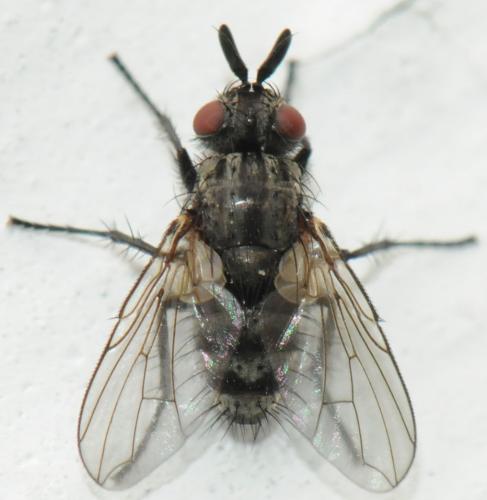 Triarthria setipennis