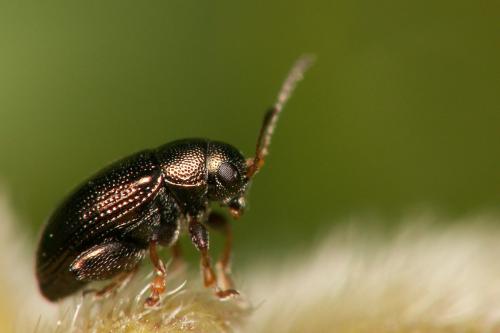 Réf. 43 008 : Chaetocnema sp.
