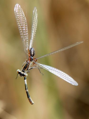 Enallagma cyathigerum