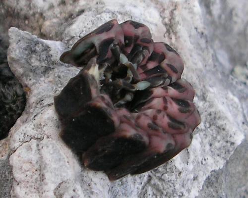 Lampyris noctiluca